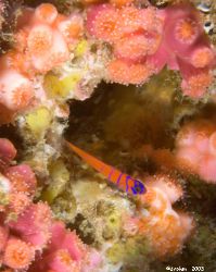 BlueBanded Goby, Catalina Island, Ca
Canon 20D, 100EF, 2... by Dan Blum 